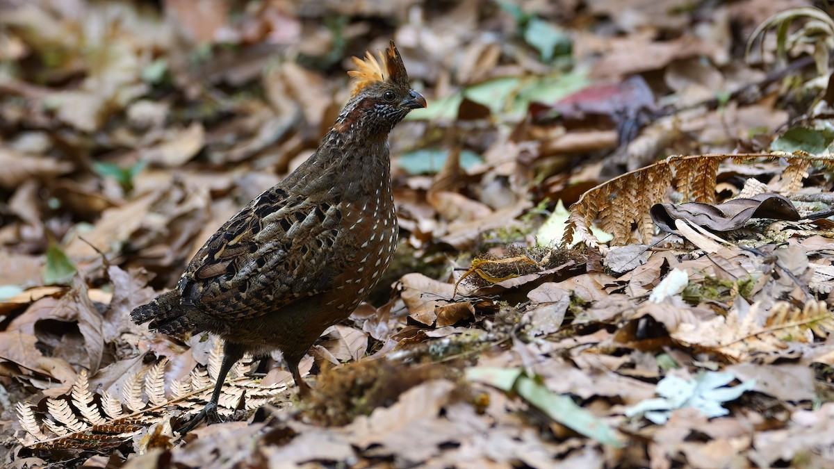 Spotted Wood-Quail - Mike Melton