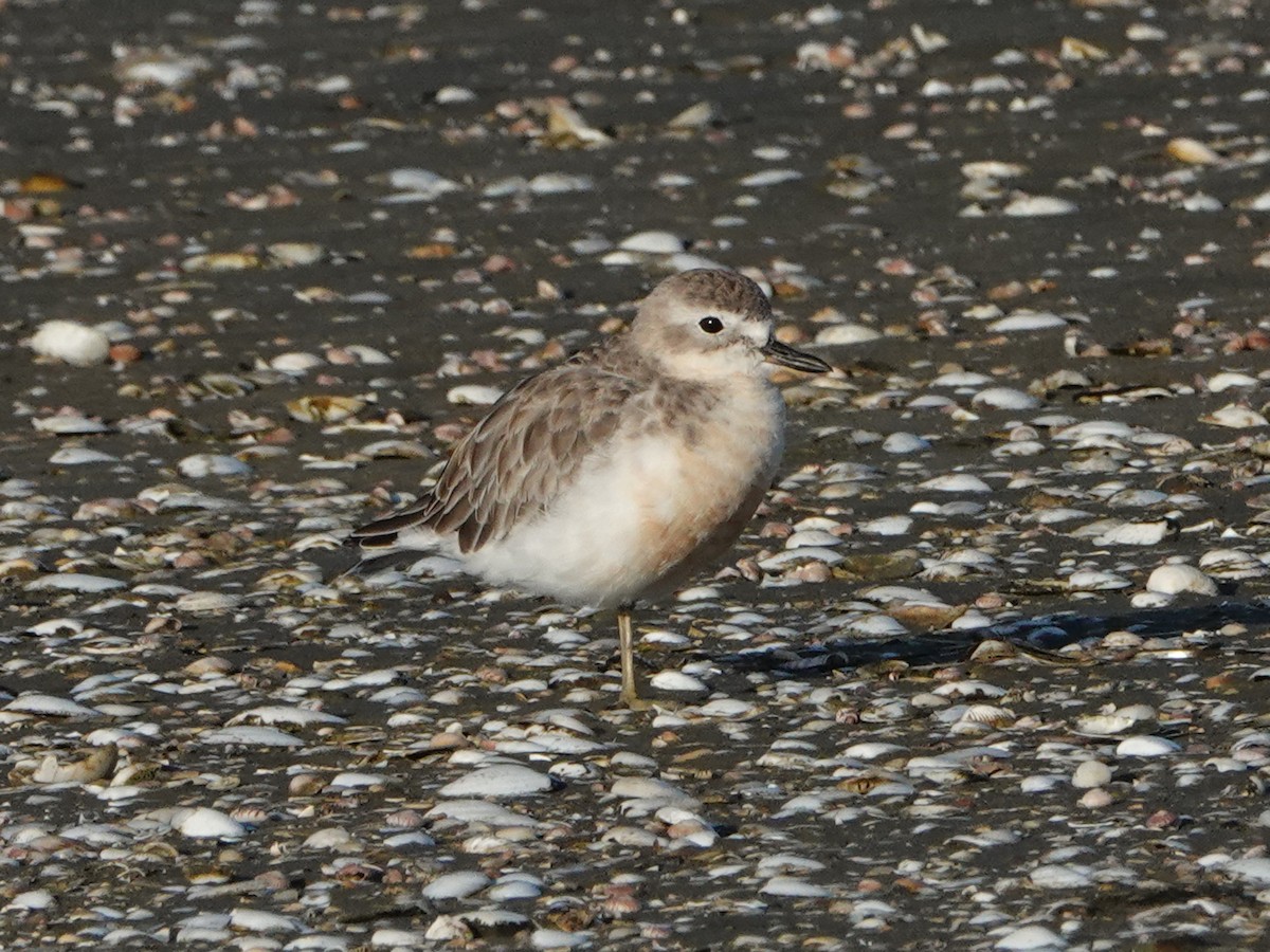 Red-breasted Dotterel (Northern) - ML558896601