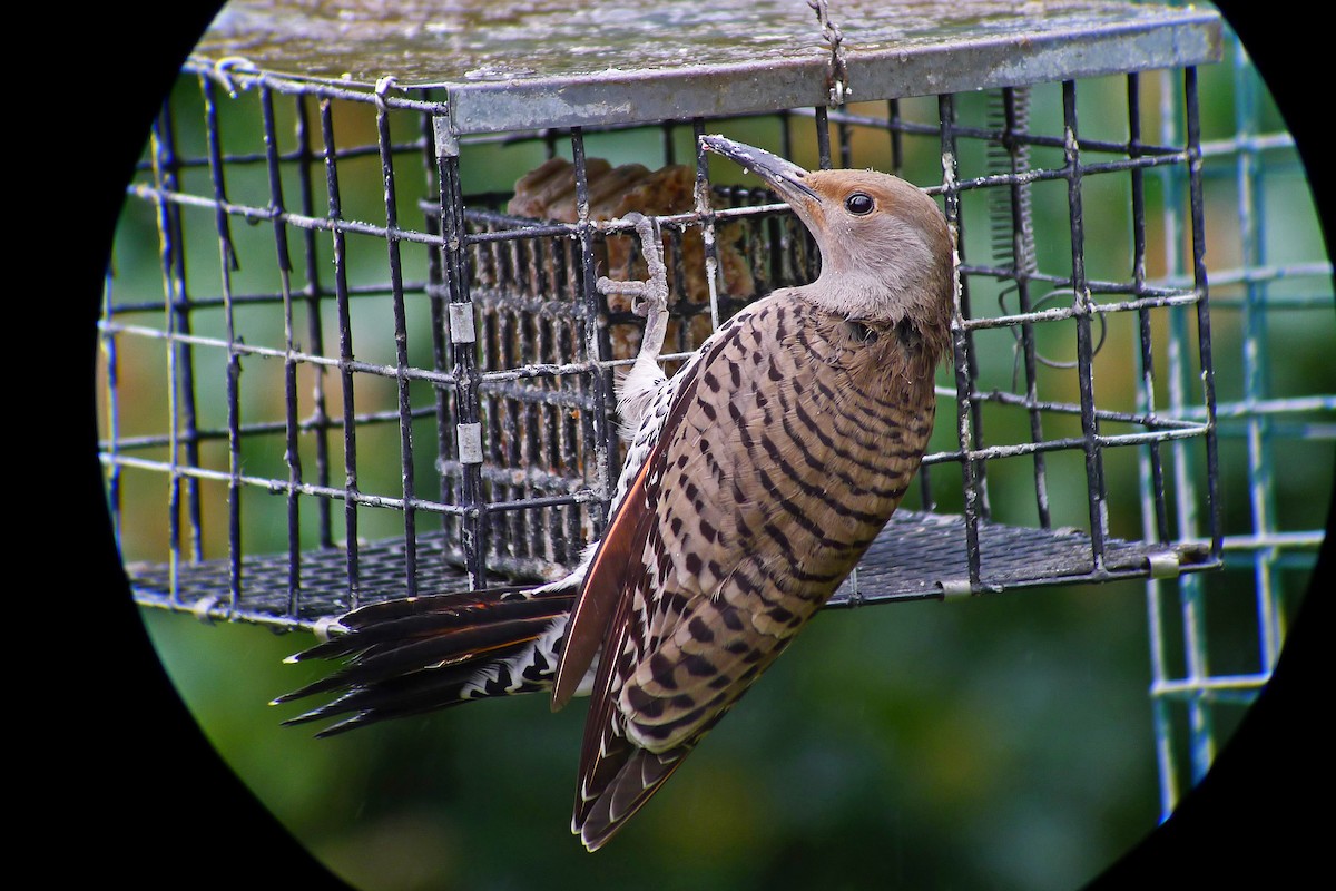 Northern Flicker (Red-shafted) - Grace Oliver