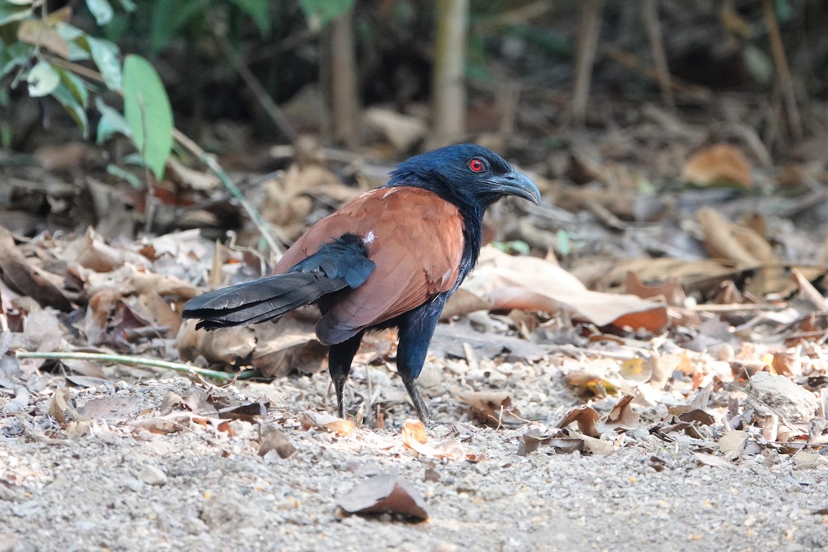 Greater Coucal - ML558900201