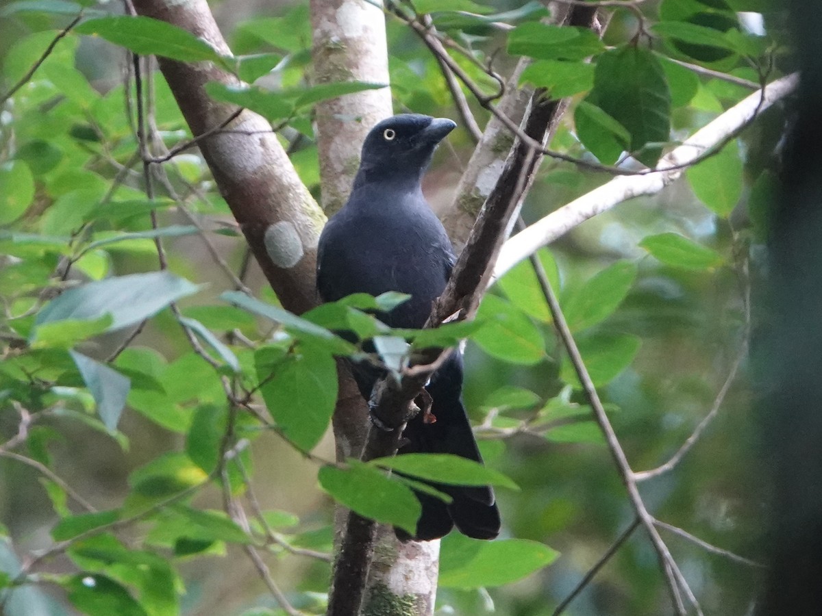 South Melanesian Cuckooshrike - Barry Reed