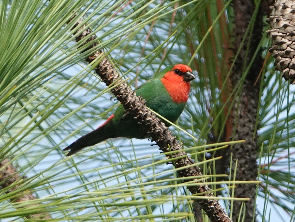 Red-throated Parrotfinch - ML558900911