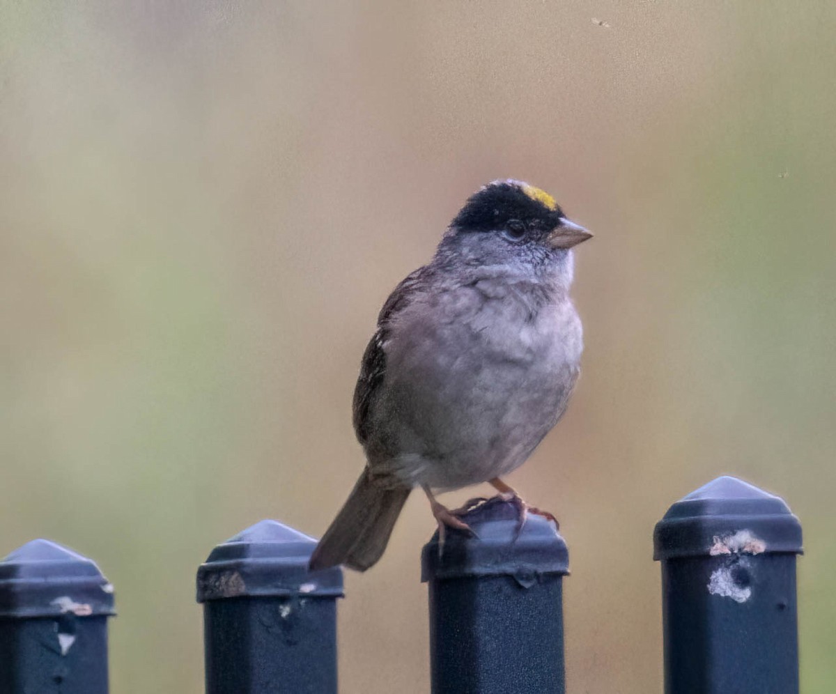 Golden-crowned Sparrow - ML558900961