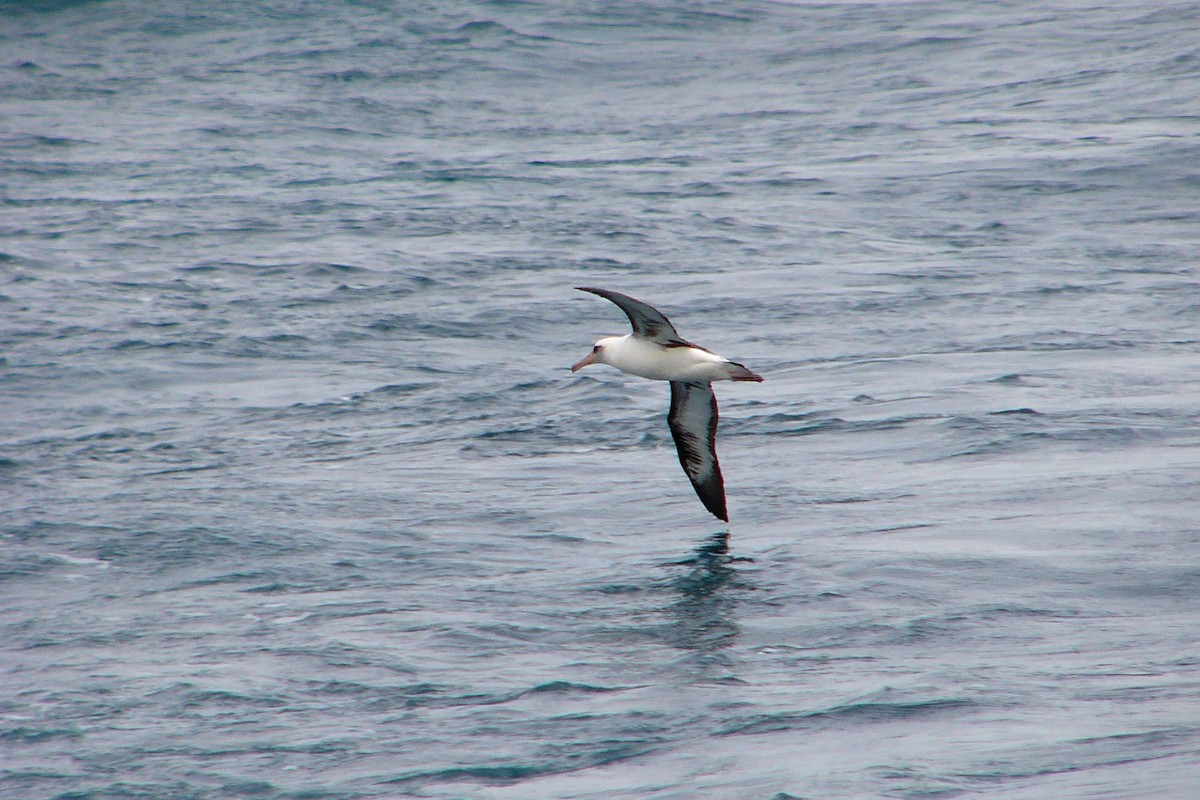 Laysan Albatross - ML558908681