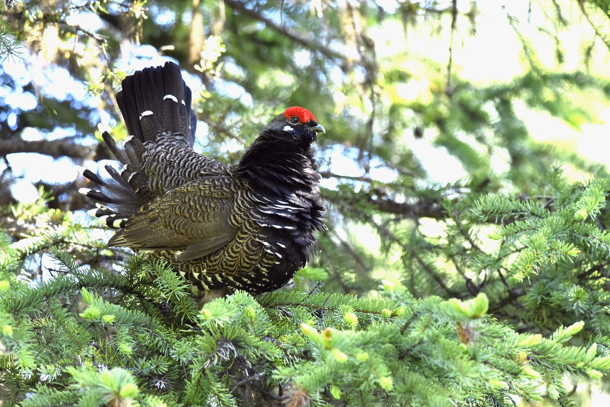 Spruce Grouse (Franklin's) - Daniel Irons