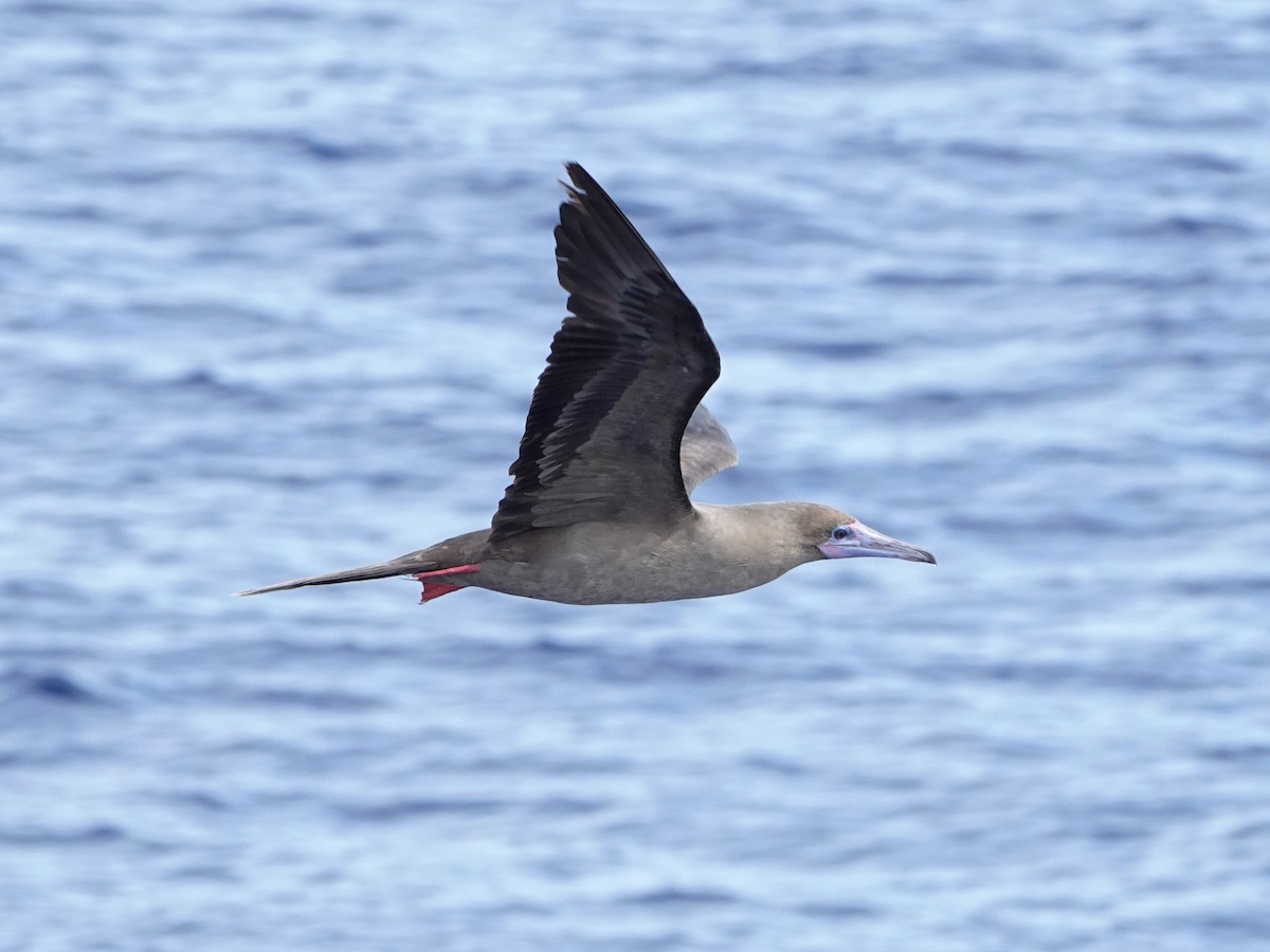 Red-footed Booby - ML558910251