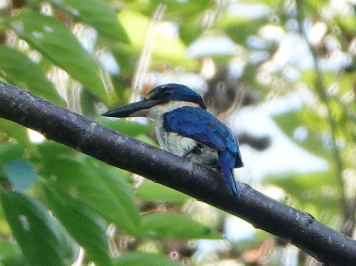 Pacific Kingfisher (Solomons) - ML558911341