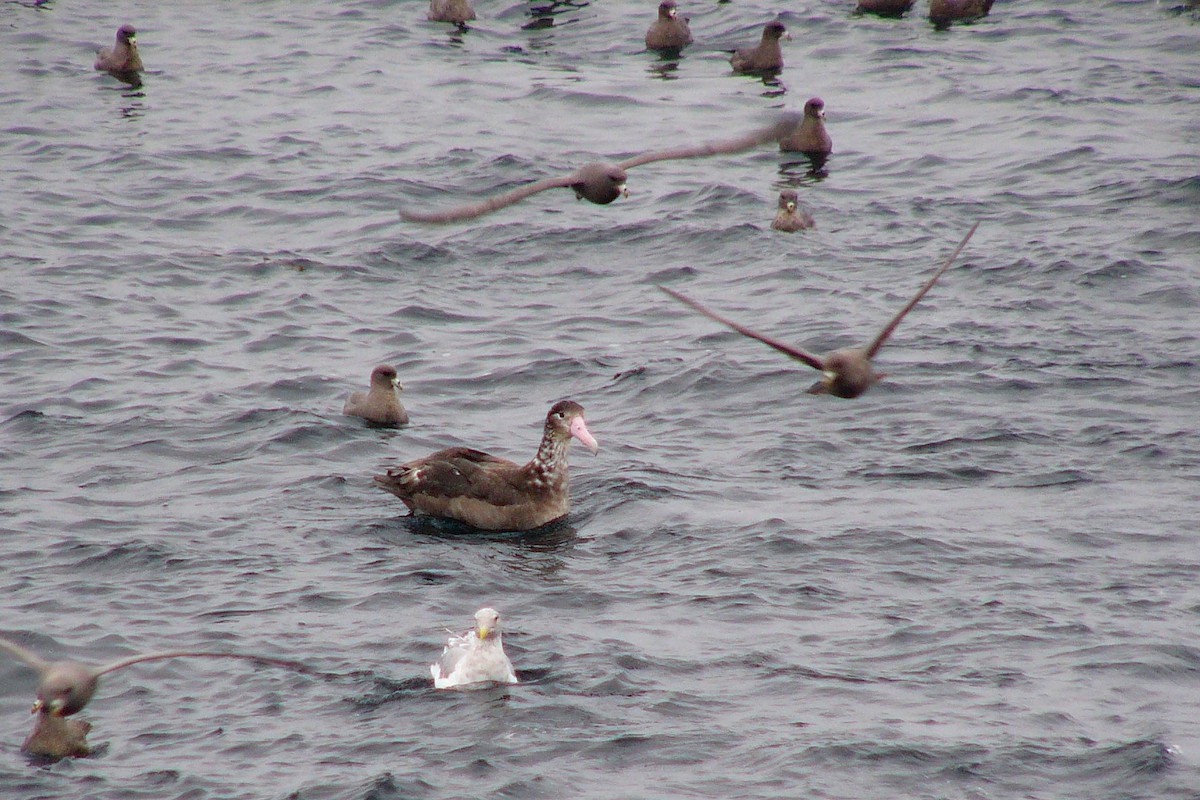 Albatros à queue courte - ML558912171