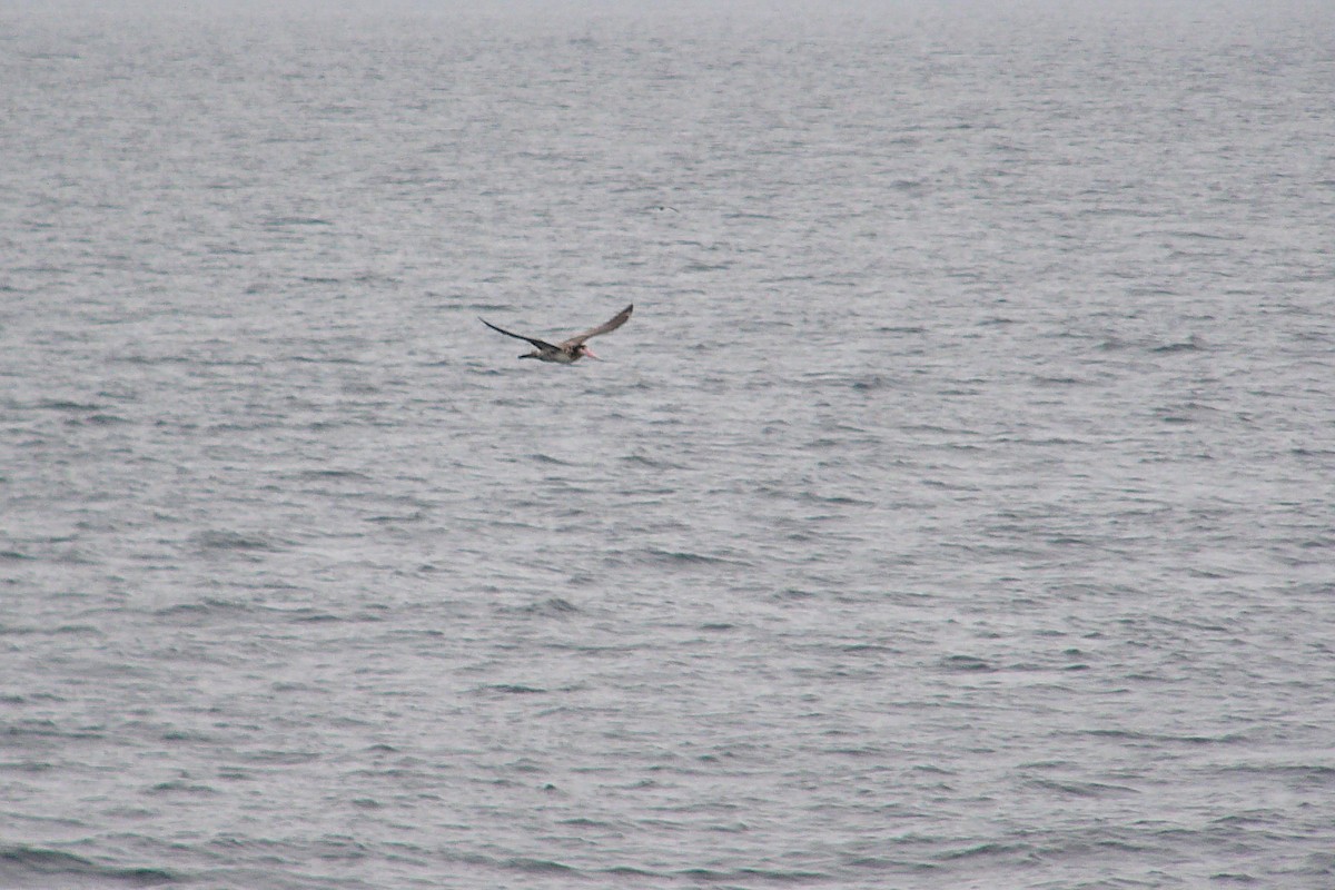Albatros à queue courte - ML558912181