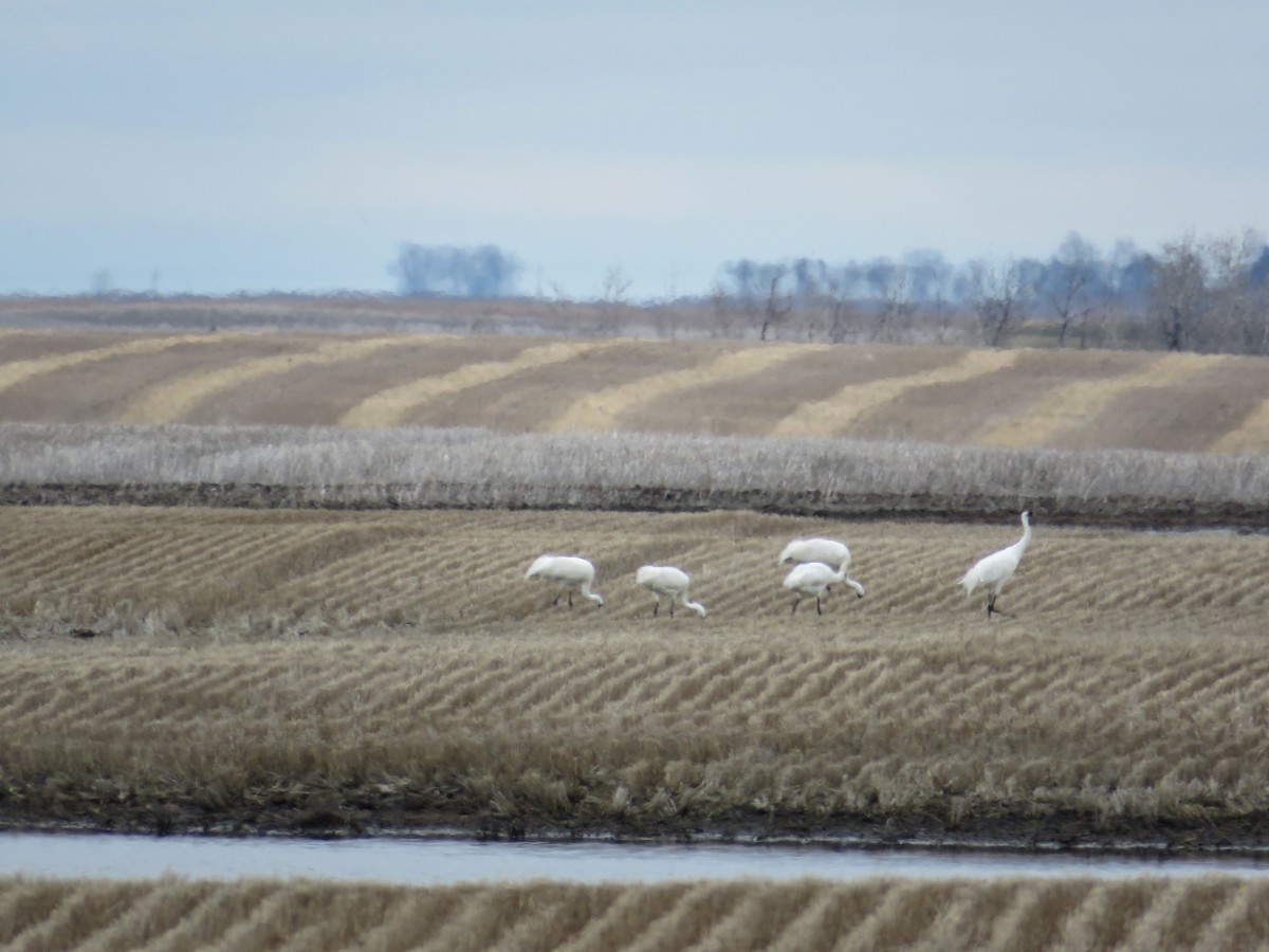 Whooping Crane - Denise Ray