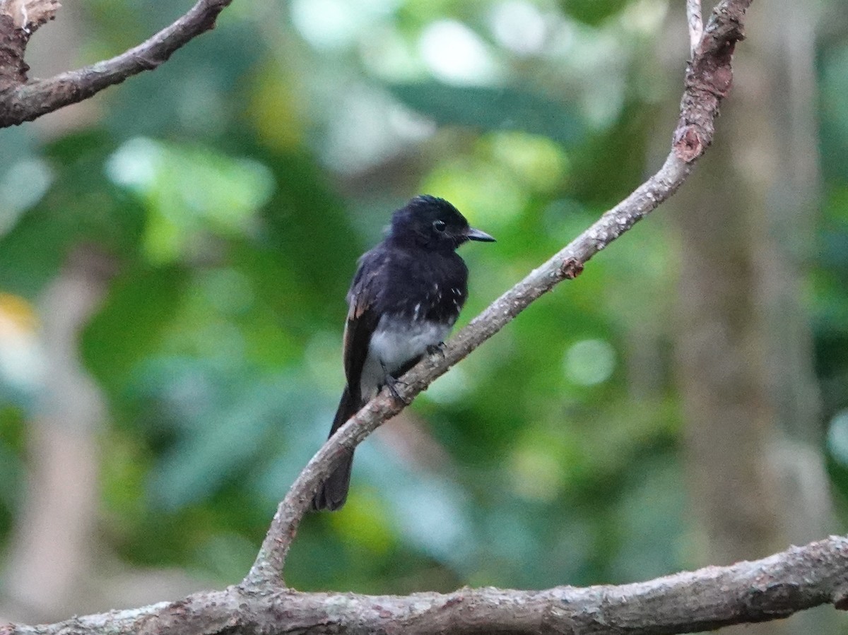 White-winged Fantail - ML558914421