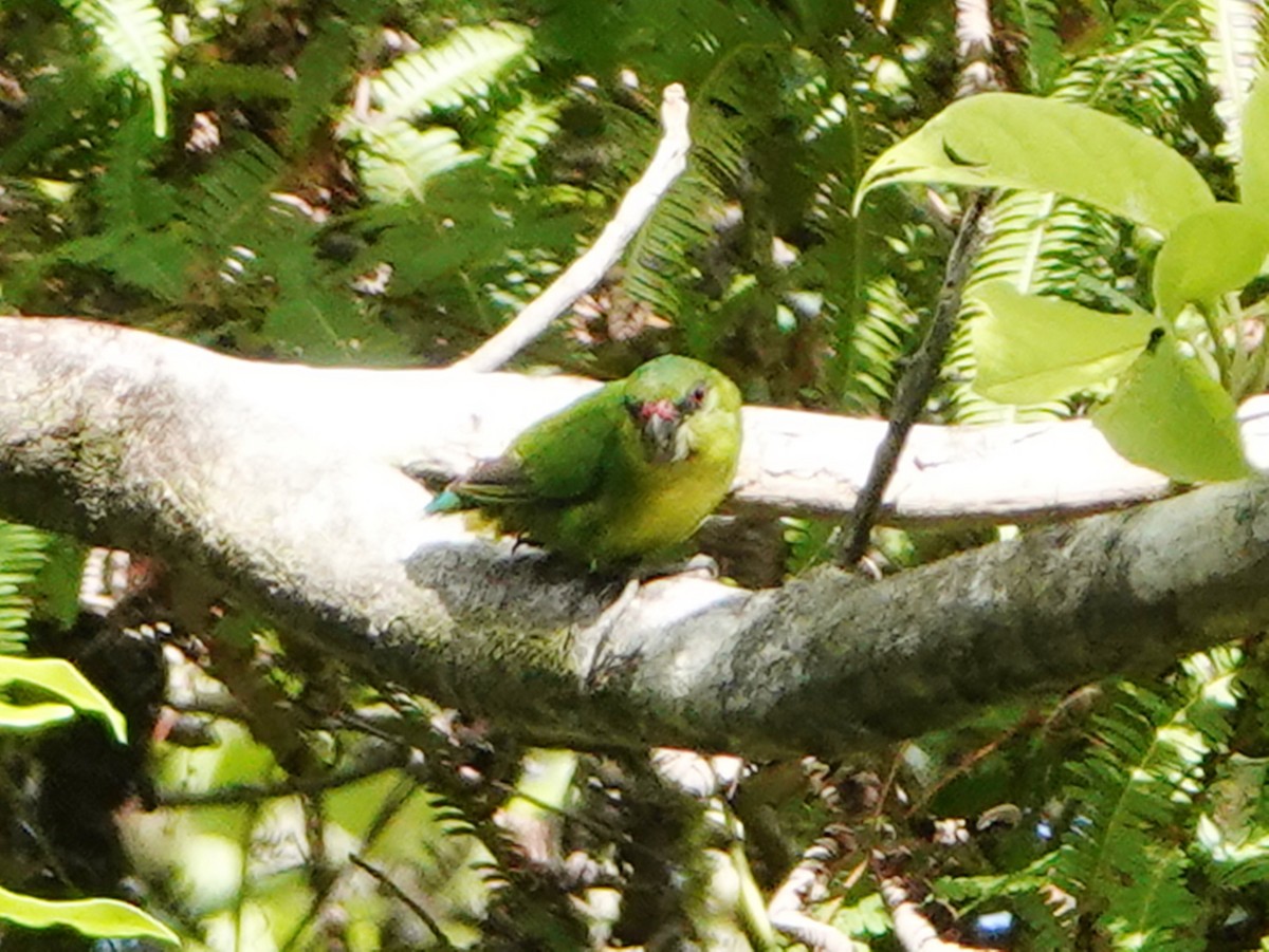 Папужка-пігмей зелений - ML558914771