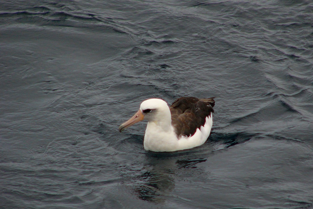 Laysan Albatross - Steve Heinl