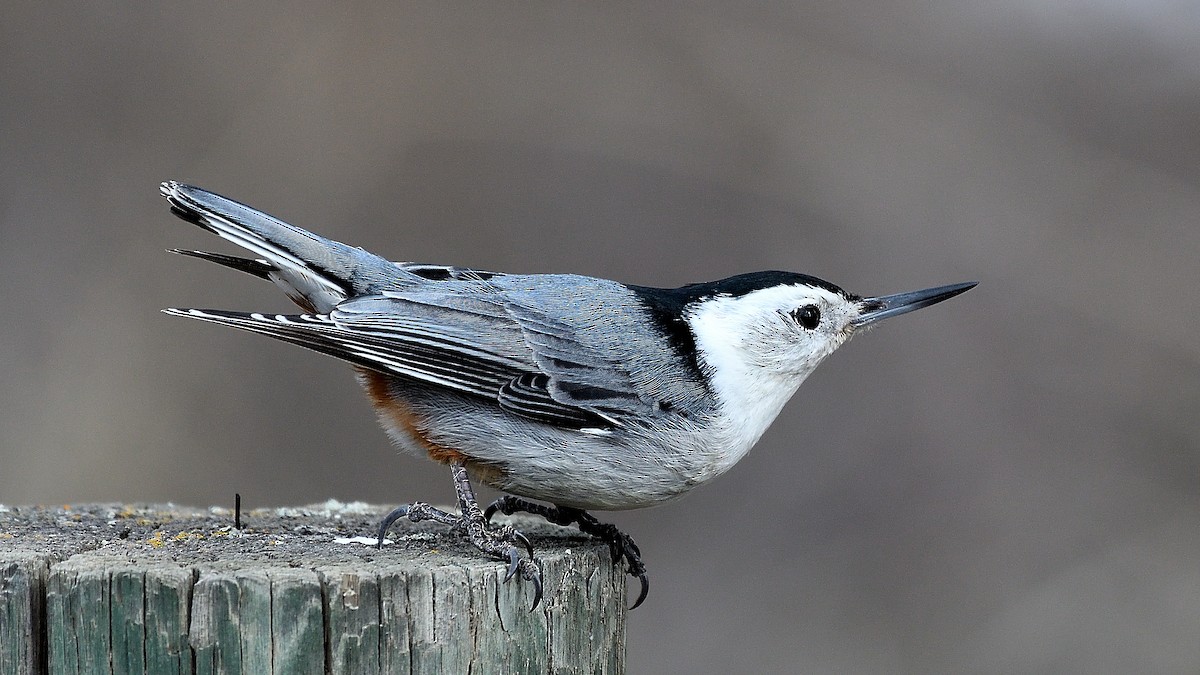 White-breasted Nuthatch - ML558916441