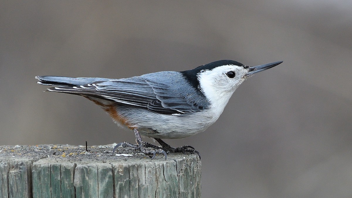 White-breasted Nuthatch - ML558916491