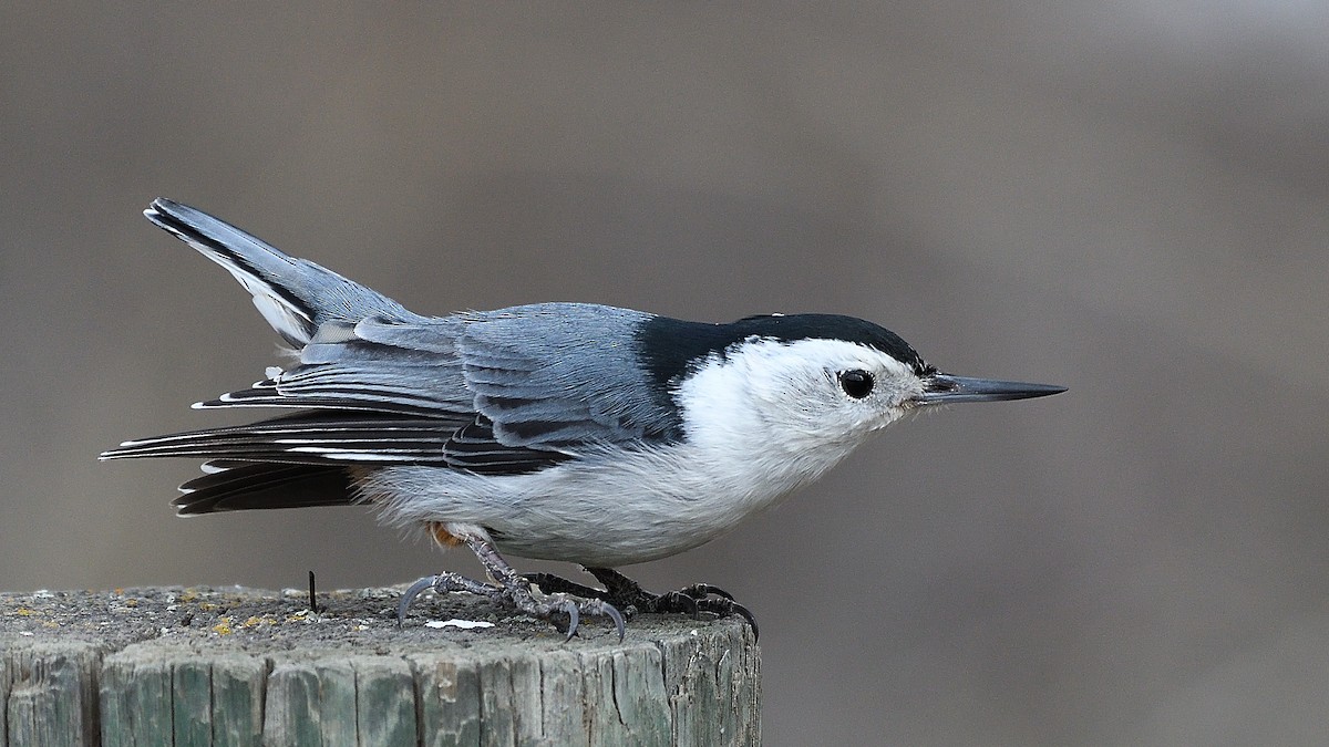 White-breasted Nuthatch - ML558916521