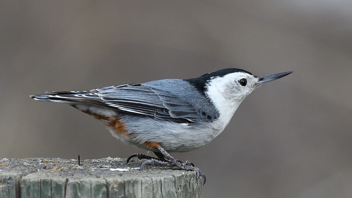 White-breasted Nuthatch - ML558916531