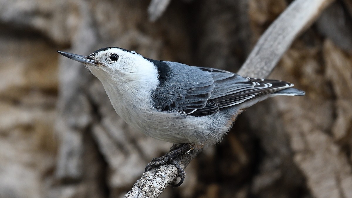 White-breasted Nuthatch - ML558916541