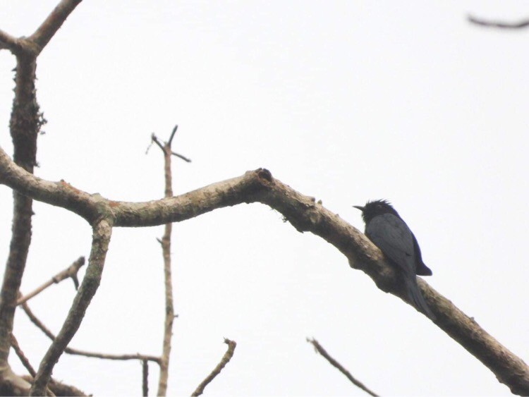 Square-tailed Drongo-Cuckoo - ML558916851