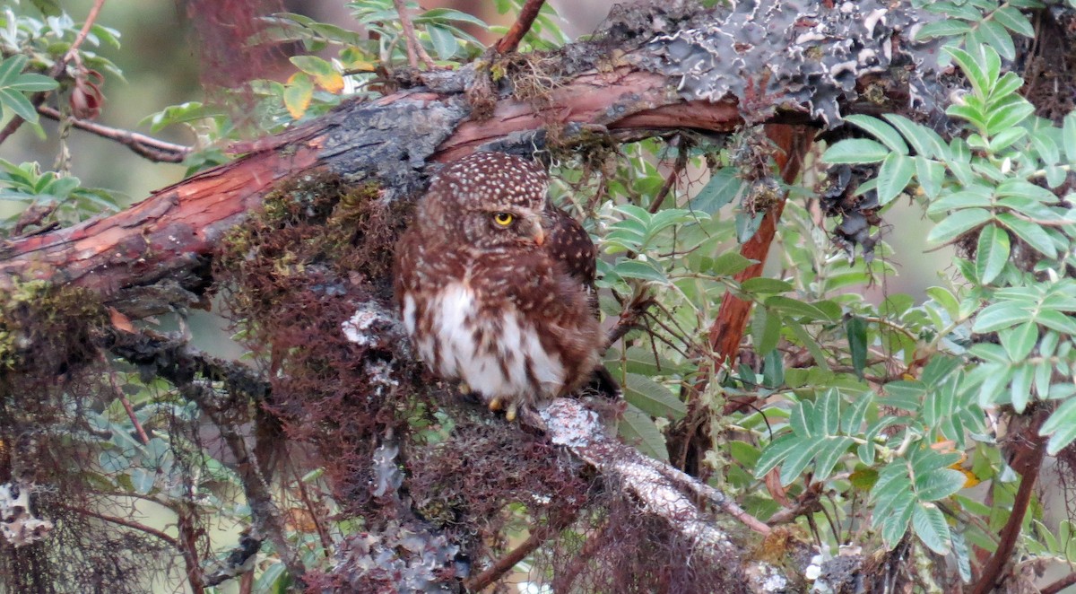 Yungas Pygmy-Owl - Fred Peters