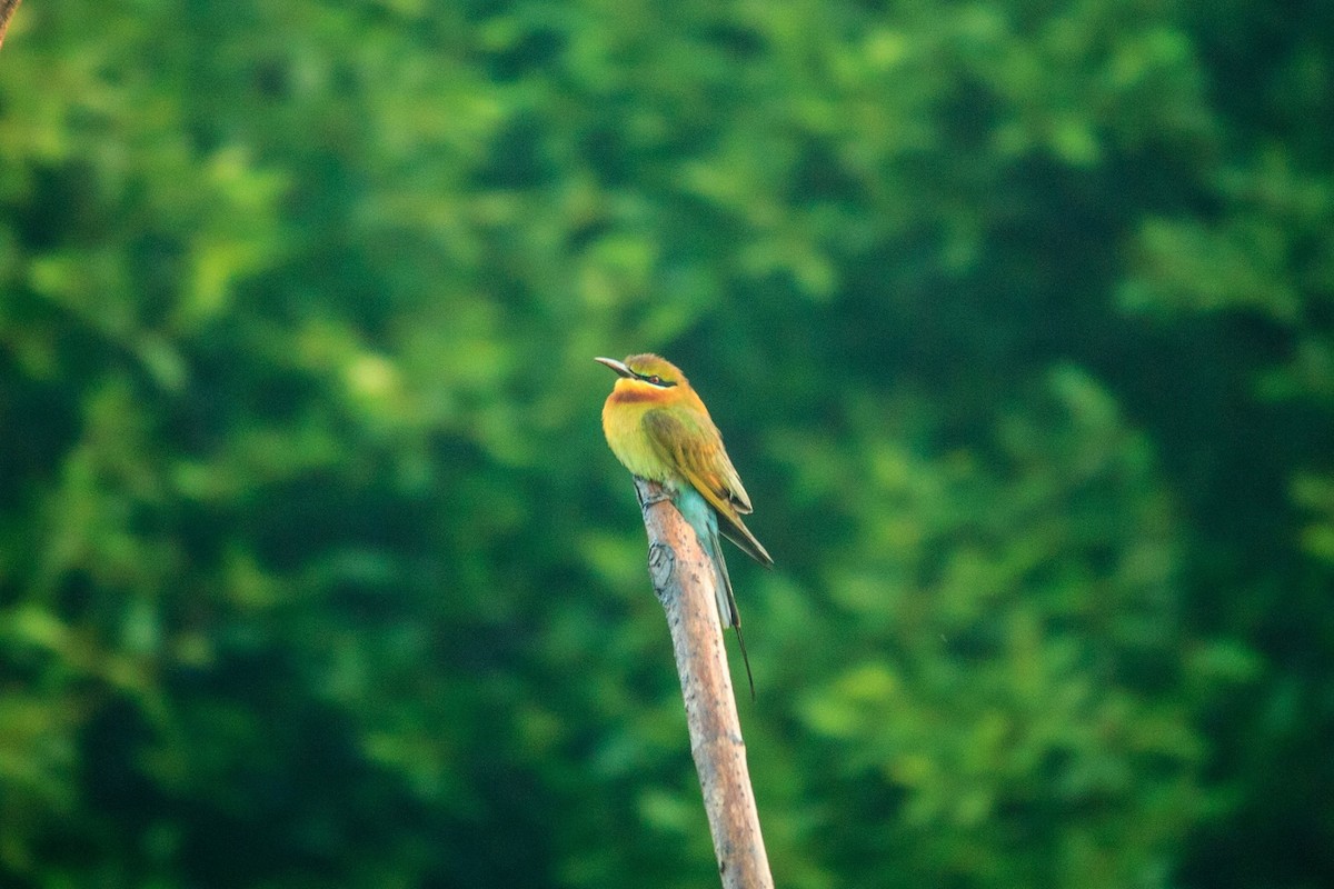 Blue-tailed Bee-eater - ML558922591