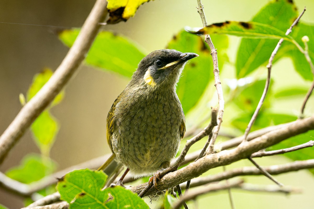 Ebird Australia Checklist Apr Tarra Bulga National Park Species