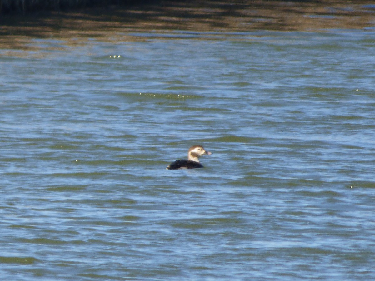 Long-tailed Duck - ML558929441