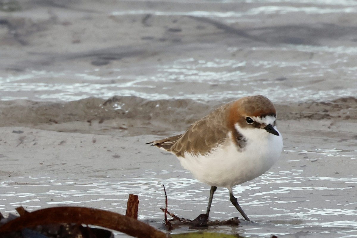 Red-capped Plover - ML558930851