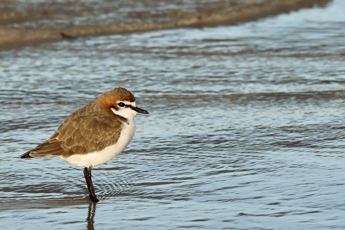 Red-capped Plover - ML558930861