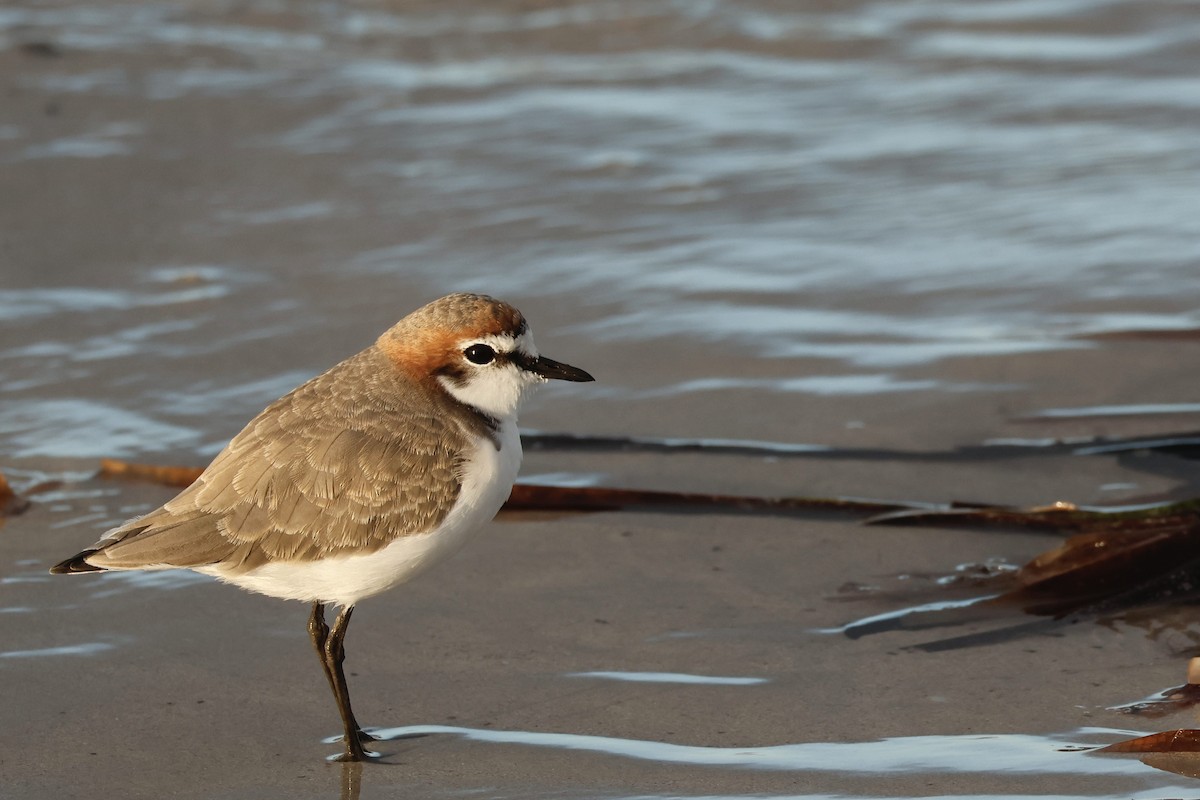 Red-capped Plover - ML558930871