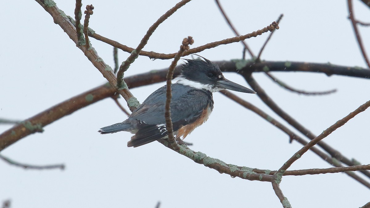 Belted Kingfisher - ML55893391