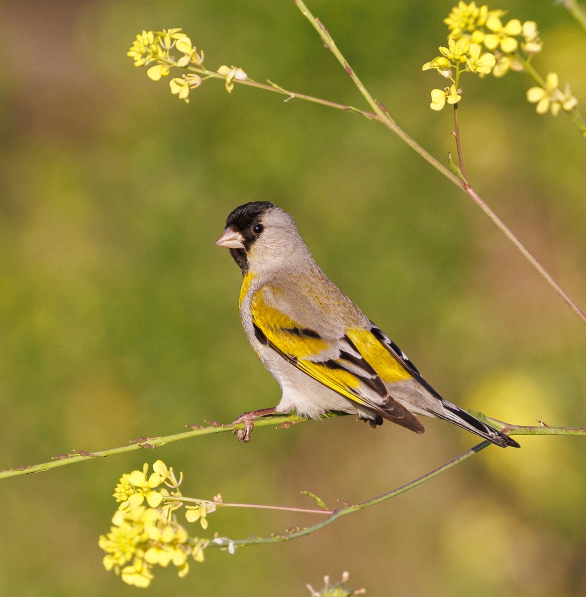 Lawrence's Goldfinch - ML558940231