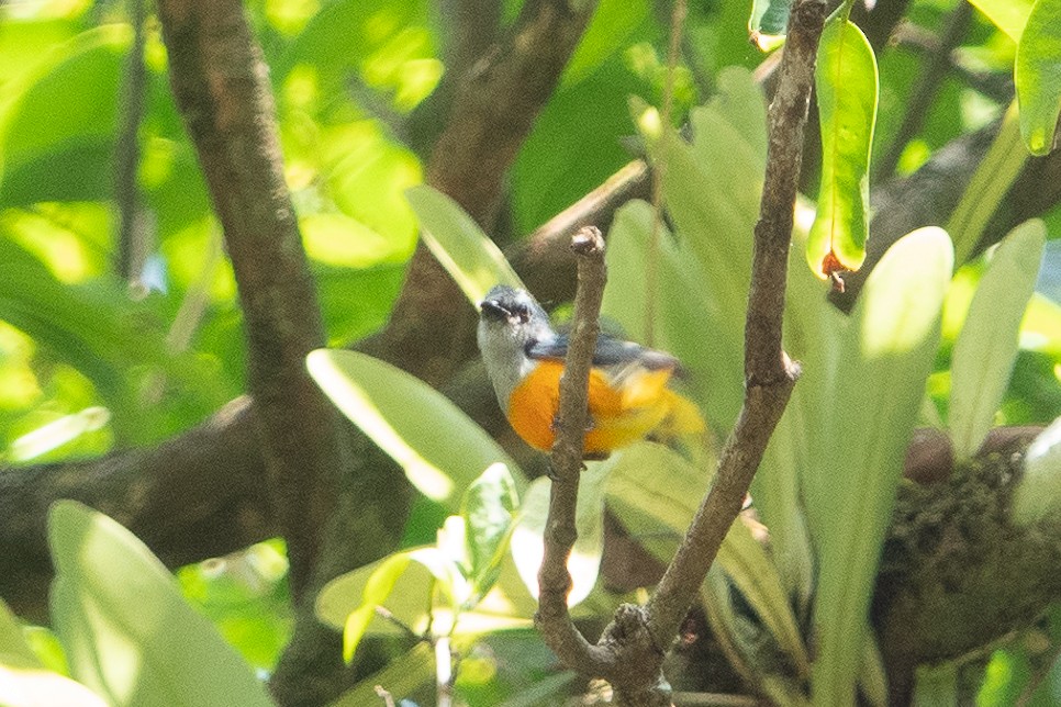 Orange-bellied Flowerpecker - ML558942411