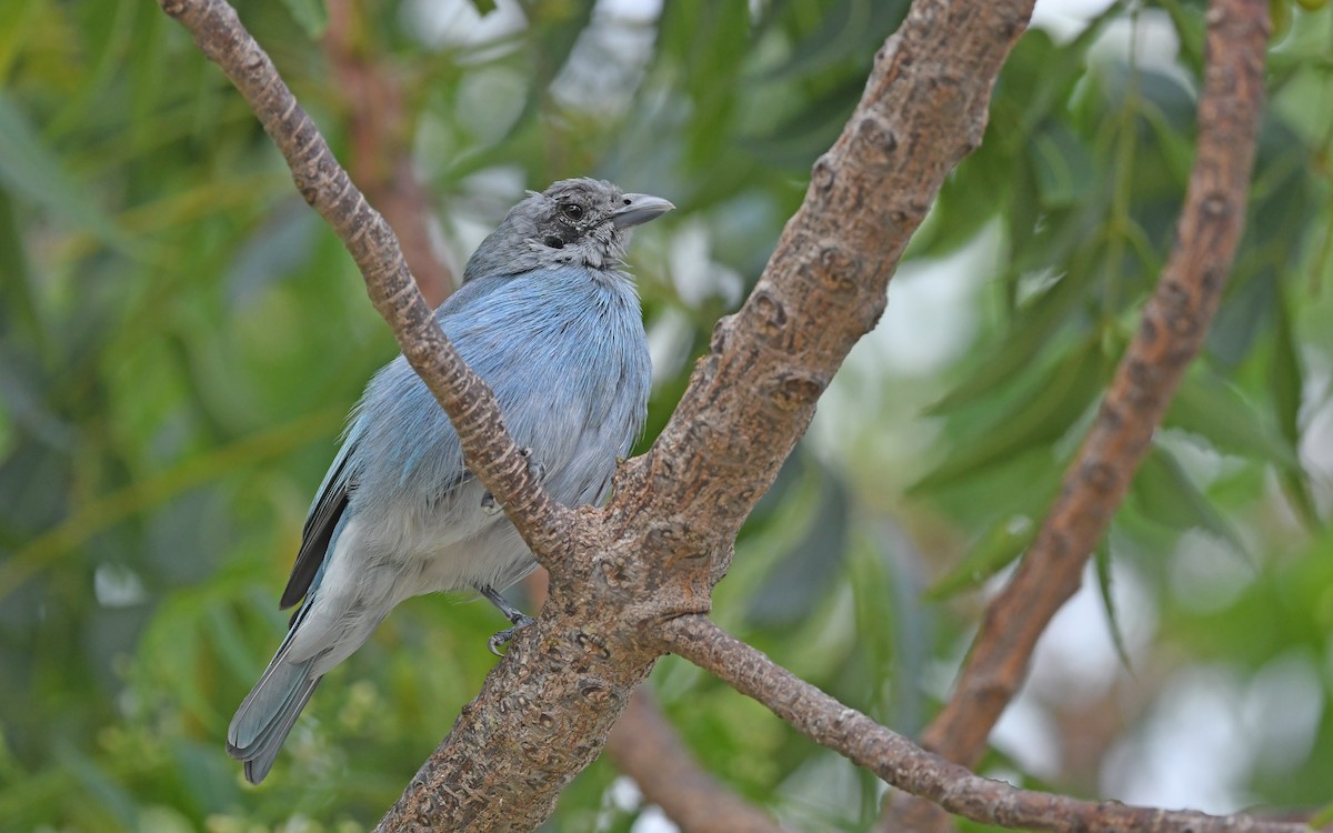Glaucous Tanager - ML558942831