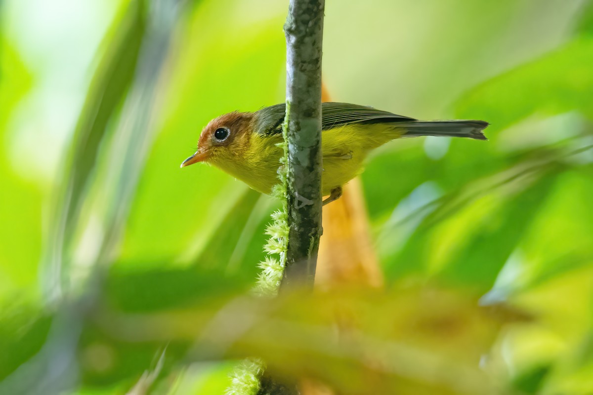 Yellow-breasted Warbler - ML558944641