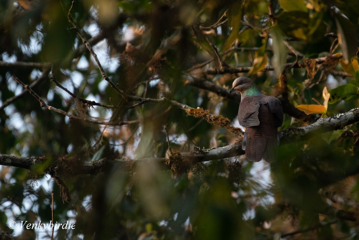 Barred Cuckoo-Dove - Venkatesh  R
