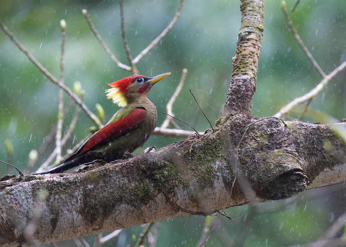 Crimson-winged Woodpecker - ML558954261