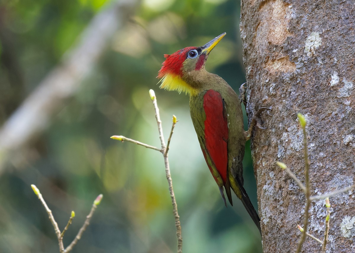 Crimson-winged Woodpecker - Ayuwat Jearwattanakanok