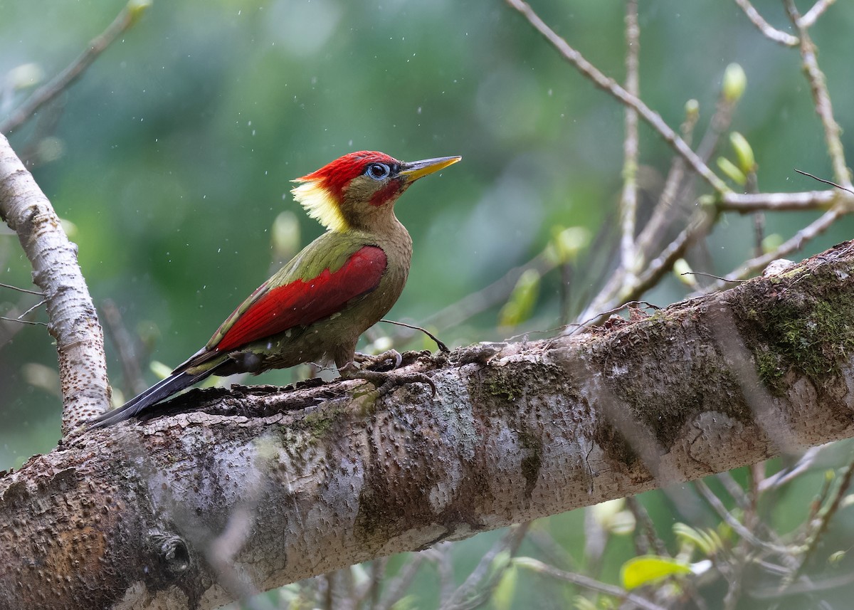 Crimson-winged Woodpecker - ML558954281