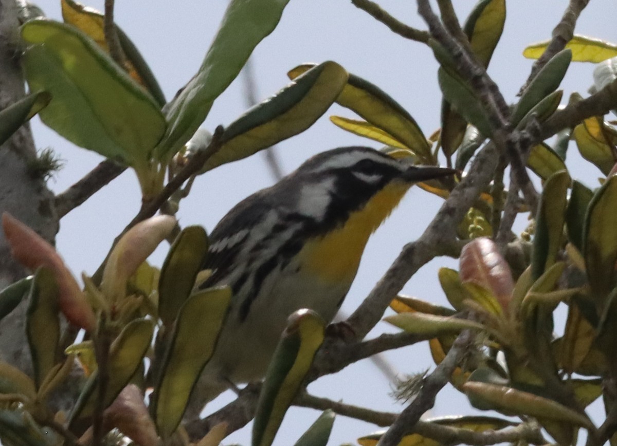 Yellow-throated Warbler - ML558954681