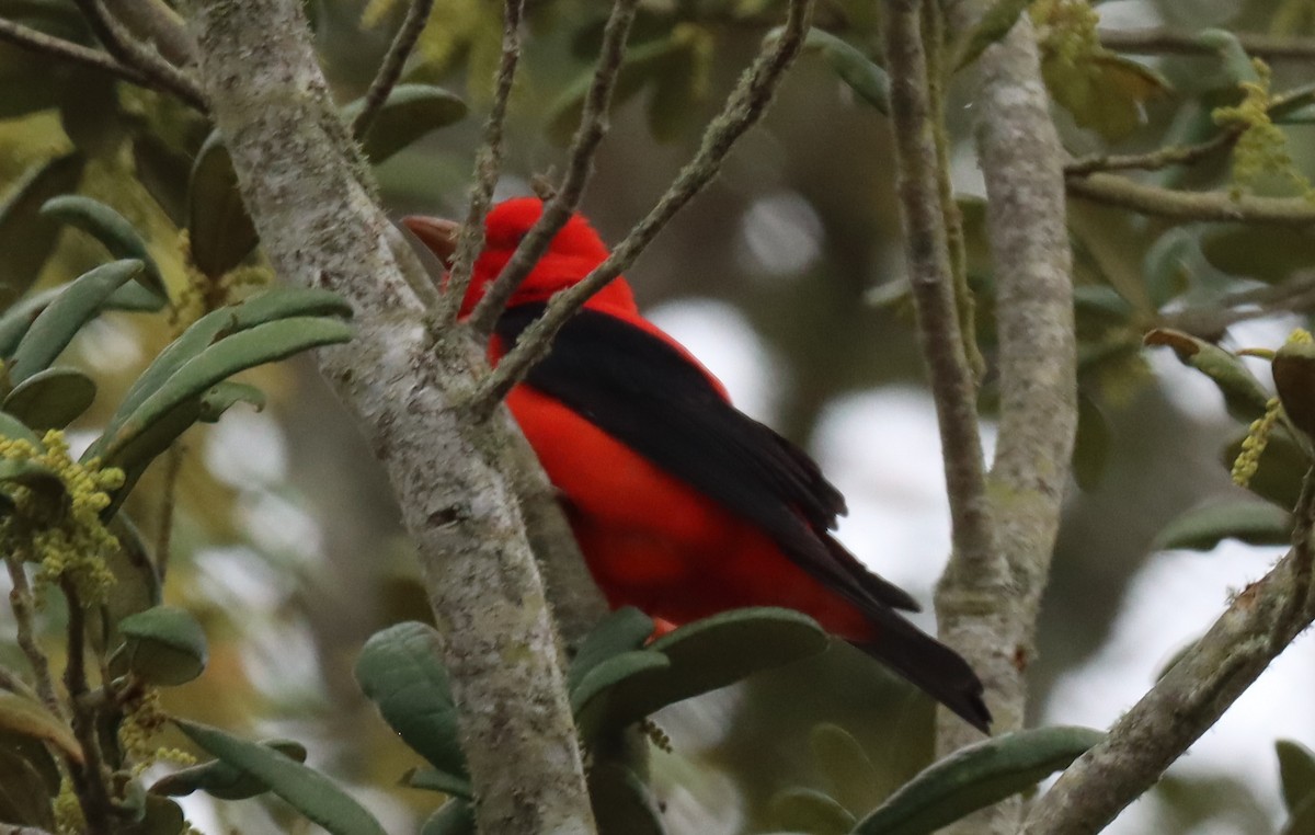 Scarlet Tanager - ML558954911