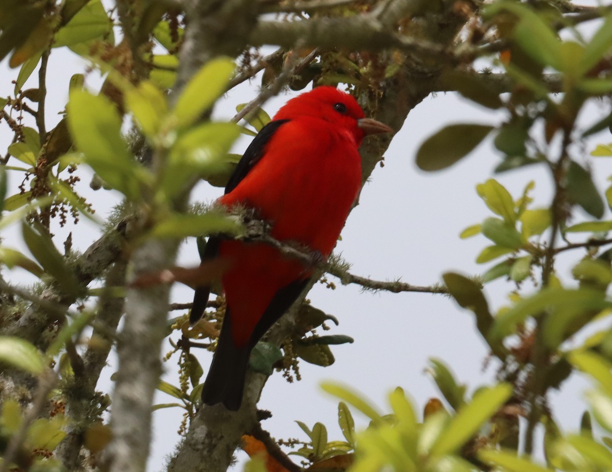 Scarlet Tanager - ML558954941
