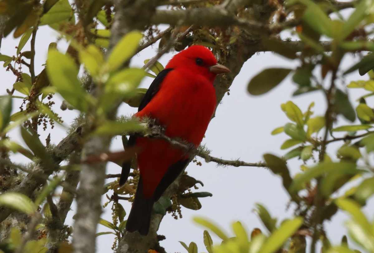 Scarlet Tanager - ML558954961