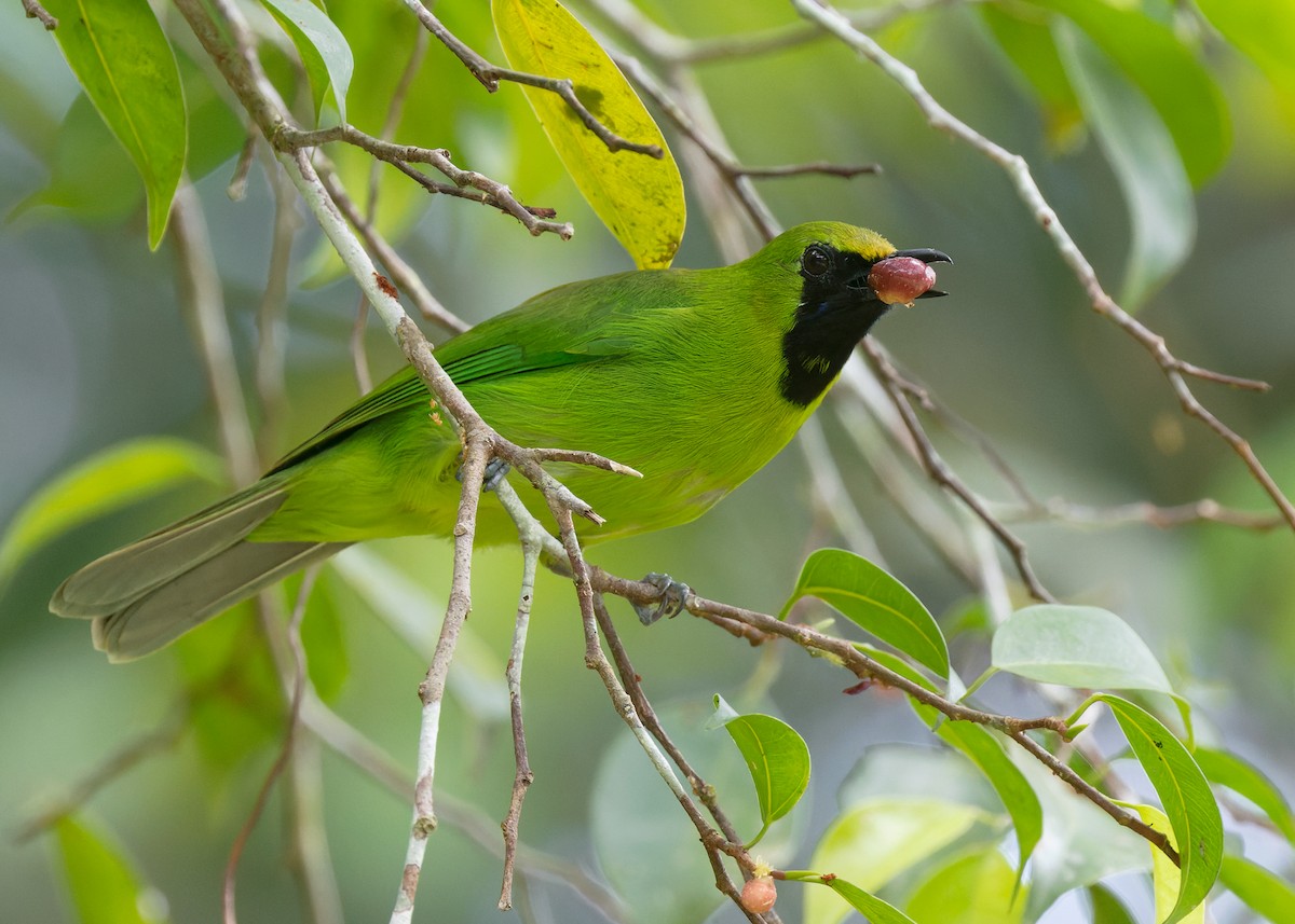 Lesser Green Leafbird - ML558955161