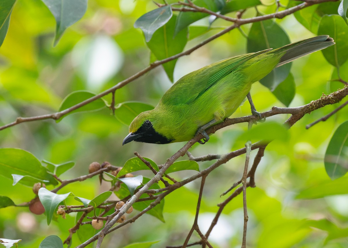 Lesser Green Leafbird - Ayuwat Jearwattanakanok