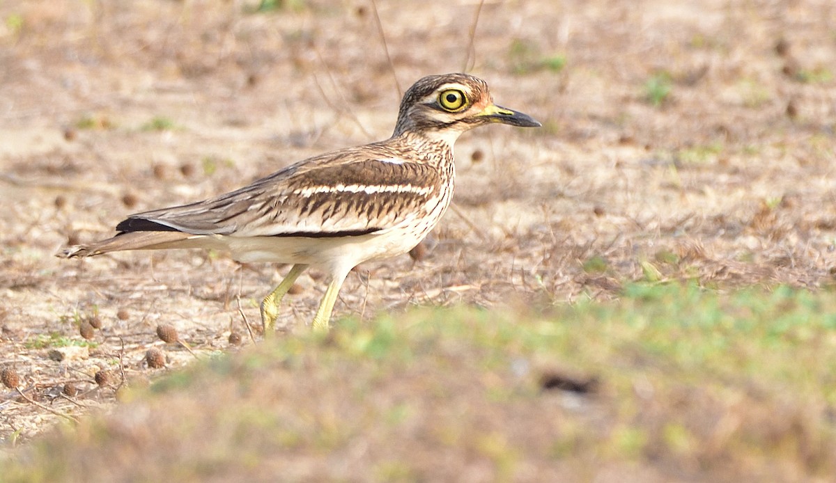 Indian Thick-knee - ML558956051