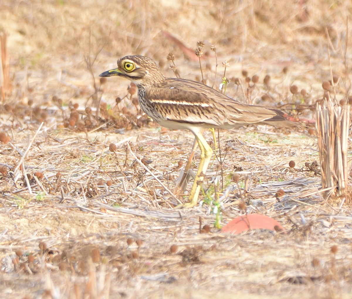 Indian Thick-knee - ML558956061