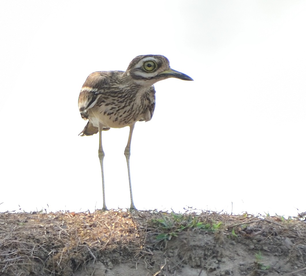 Indian Thick-knee - ML558956071