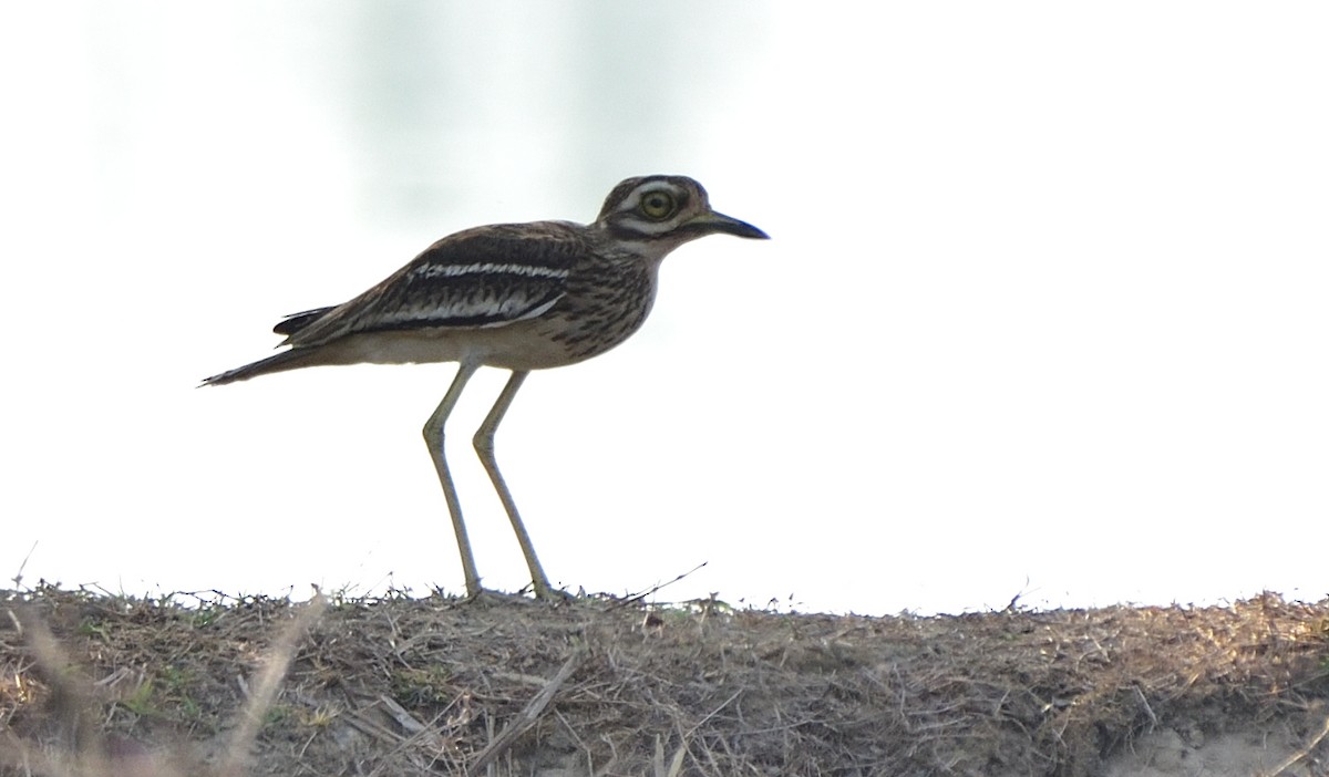 Indian Thick-knee - ML558956111