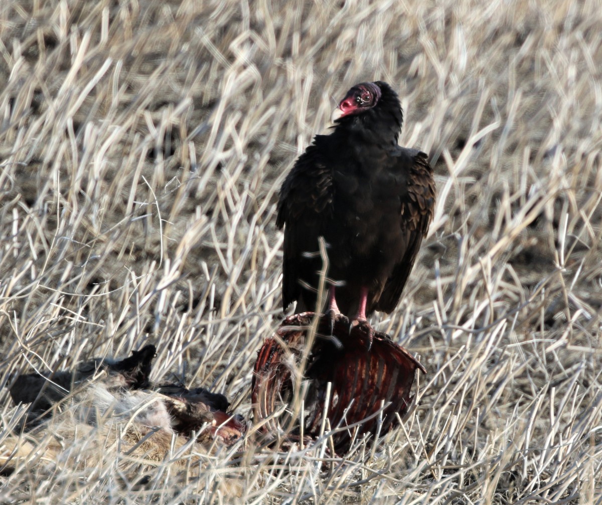 EBird Checklist 16 Apr 2023 Broadview West 18 Species